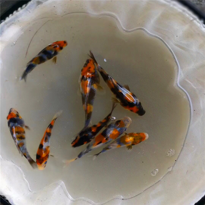 8-10cm一选挑选锦鲤苗 