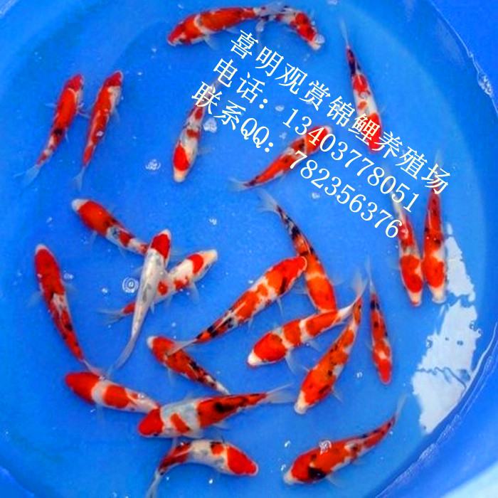 锦鲤鱼苗 锦鲤鱼苗批发 锦鲤鱼苗价格 
