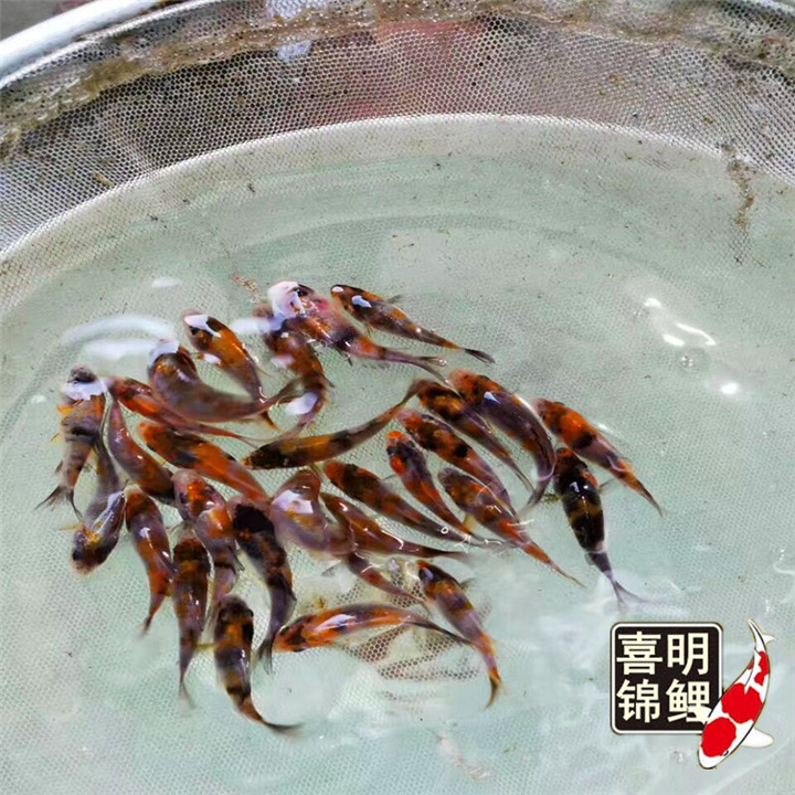 喜明锦鲤水花** 
