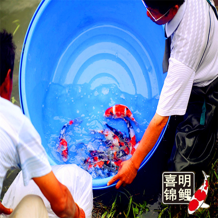买锦鲤，买卖锦鲤鱼如何选择 