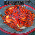 金鲫鱼或草金鱼 