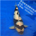 白写锦鲤鱼苗/白写锦鲤鱼苗批发 