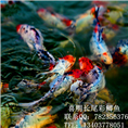 观赏红鲫鱼 草金鱼 