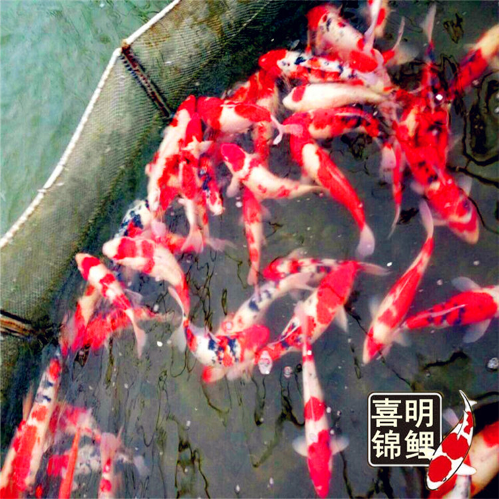 别墅庭院锦鲤鱼池景观设计 