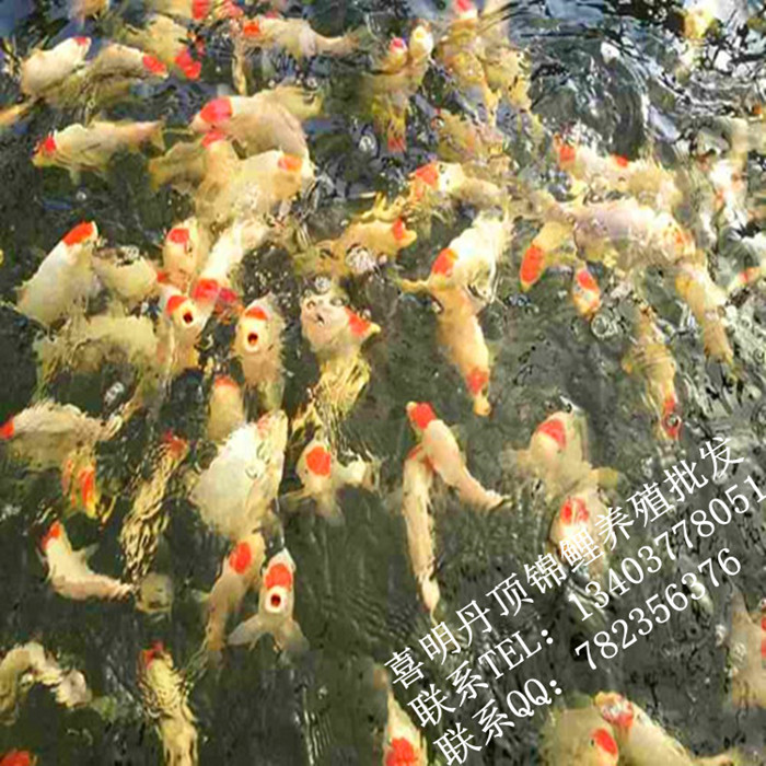 丹顶锦鲤鱼苗  精品丹顶锦鲤苗 