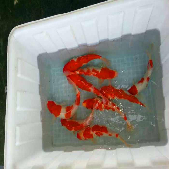 当岁一斤重红白锦鲤 