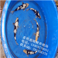 白写锦鲤鱼苗|河南白写锦鲤|西安锦鲤 