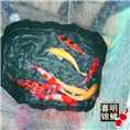海南锦鲤 海南锦鲤批发批发市场 