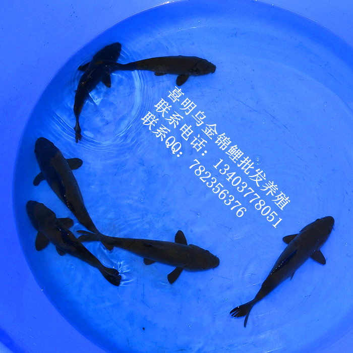 黑色锦鲤|河南锦鲤鱼|西安锦鲤鱼 