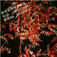 河南日本锦鲤/河南日本锦鲤批发/河南日本锦鲤 