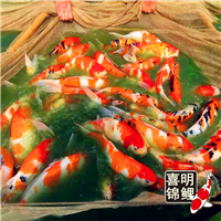 旅游度假村锦鲤放养 