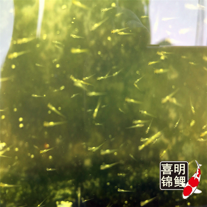2022年纯种锦鲤水花鱼苗
