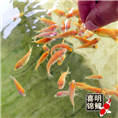 锦鲤水花鱼苗批发_广东喜明锦鲤鱼苗 