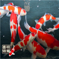 河北大正三色锦鲤 