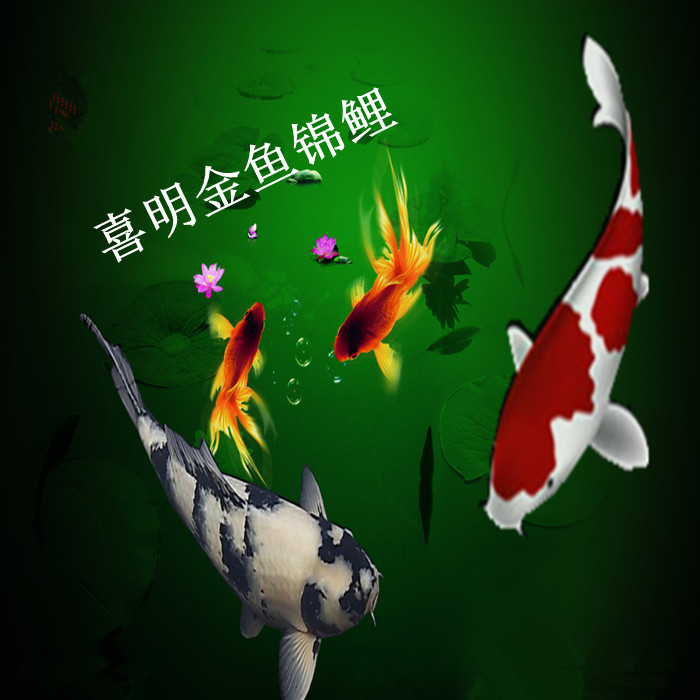 浅黄锦鲤品种 锦鲤浅黄 