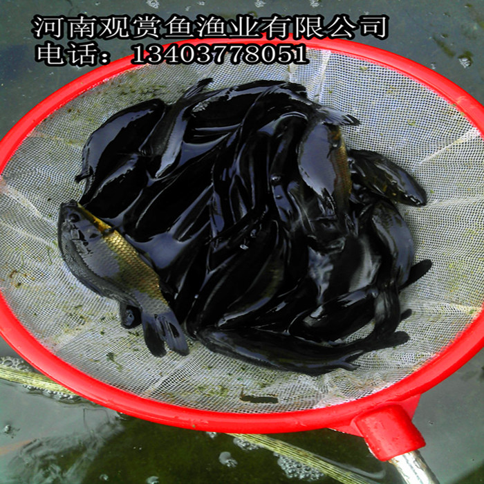 小黑草金鱼/黑草鲫鱼/黑草金鱼 