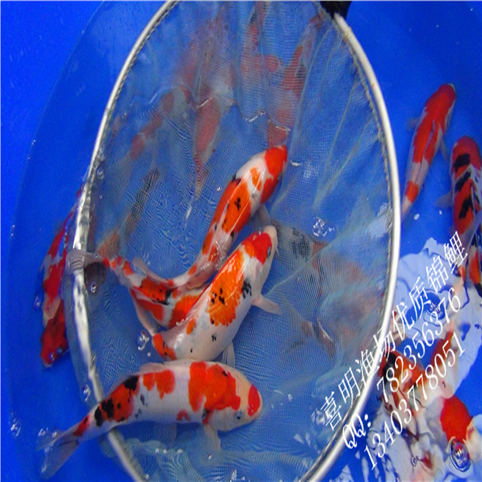 云南省昆明锦鲤花鸟市场锦鲤批发供应 