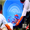 买锦鲤，买卖锦鲤鱼如何选择 
