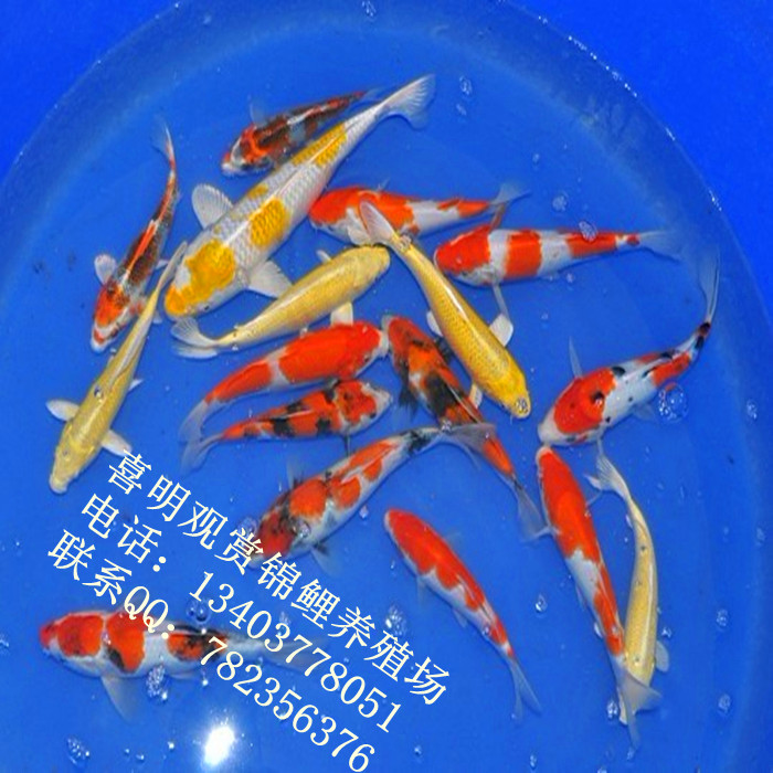 贴分锦鲤 贴分锦鲤批发养殖 