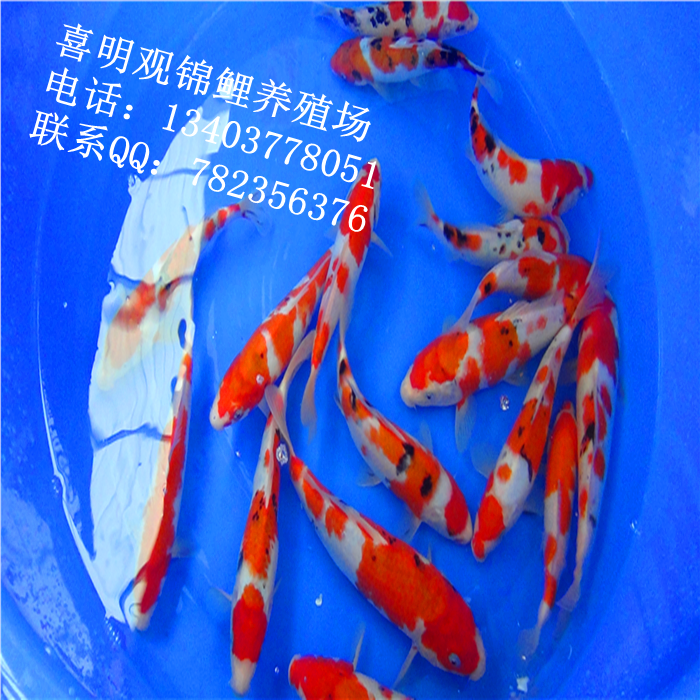 河北省各大地区锦鲤批发 