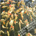 丹顶锦鲤鱼苗  精品丹顶锦鲤苗 