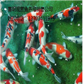 精品锦鲤 优质精品锦鲤批发 