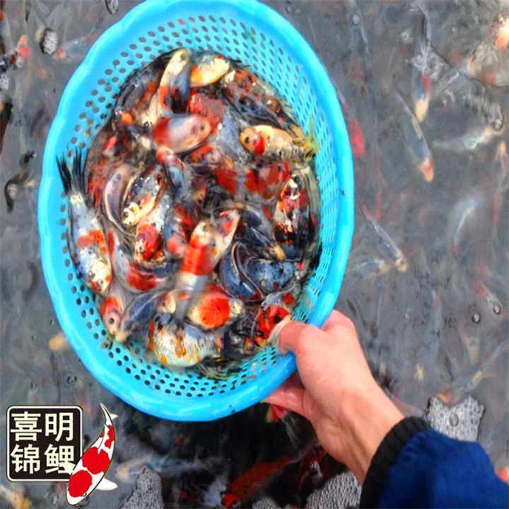 彩鲫鱼、花鲫鱼批发 