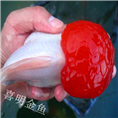 河南鹤顶红金鱼/金鱼养殖场金鱼 