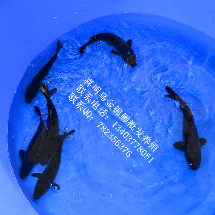 乌金龙凤锦鲤/黑金龙凤锦鲤批发 