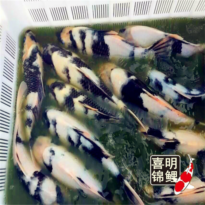 锦鲤繁育饲养批发 