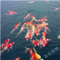 河南锦鲤养殖场|河南锦鲤价格|河南锦鲤 
