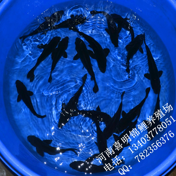 黑锦鲤 黑金锦鲤 黑锦鲤批发 