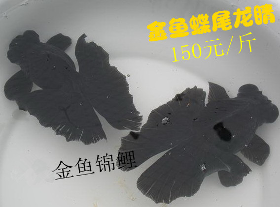 黑色蝶尾金鱼/黑色蝶尾金鱼批发销售 