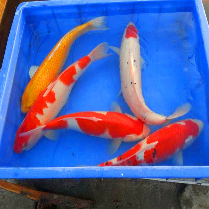 公园锦鲤批发 造景园林园艺观赏鱼 