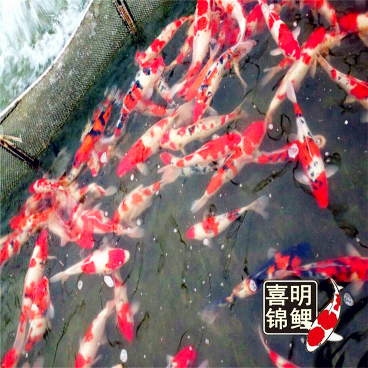 小区景观观赏鱼锦鲤投放放养养殖 