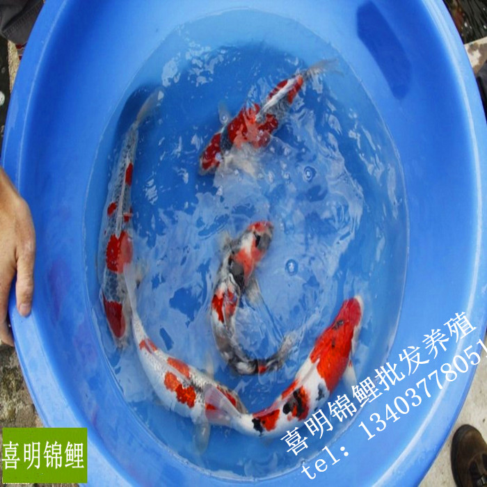 天津锦鲤批发市场 