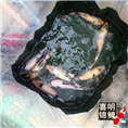 白写- 写鲤  高档白写锦鲤鱼 
