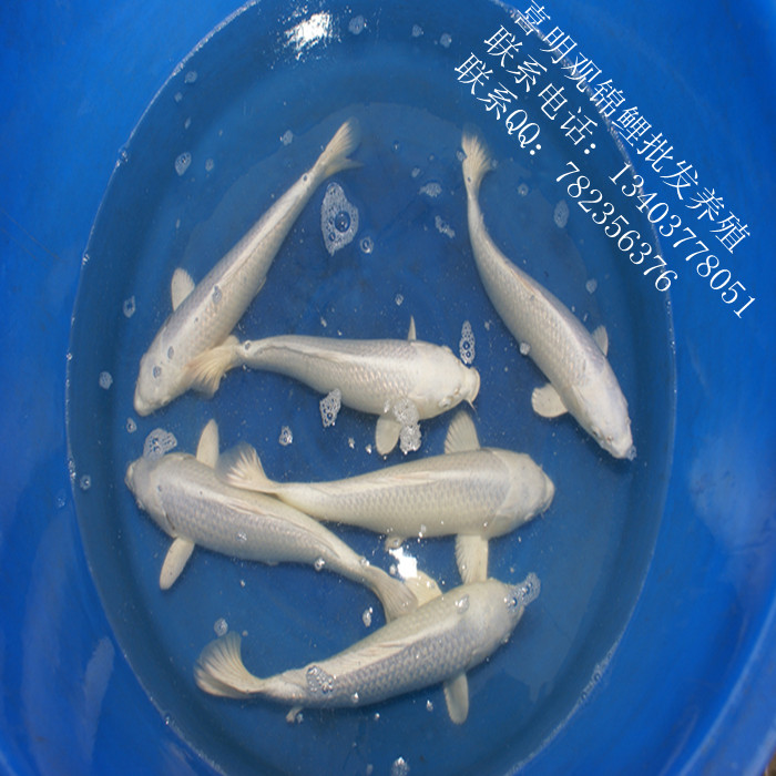 白金锦鲤45公分|河南锦鲤|湖北锦鲤 