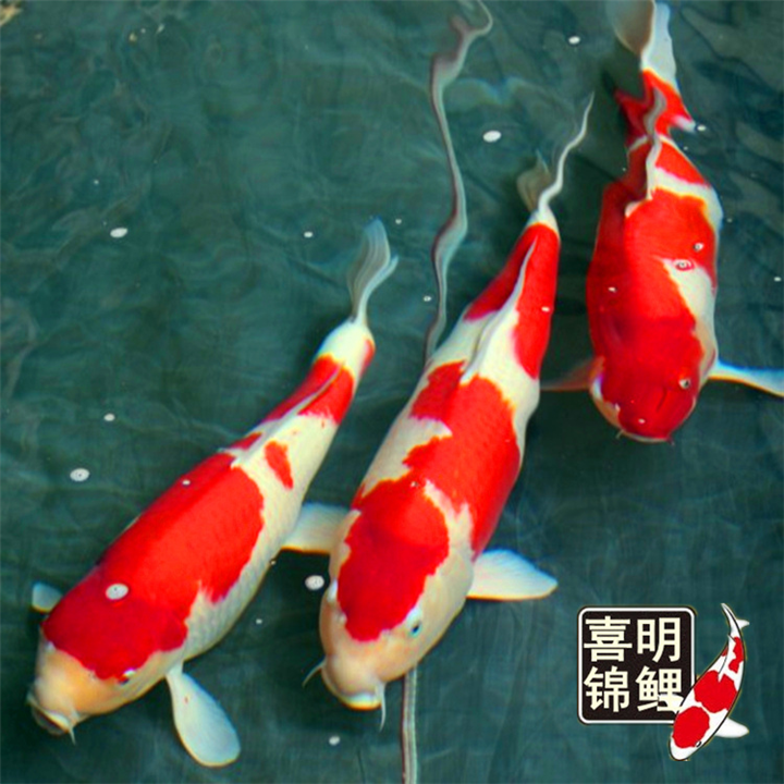红白锦鲤批发/红白锦鲤种鱼 