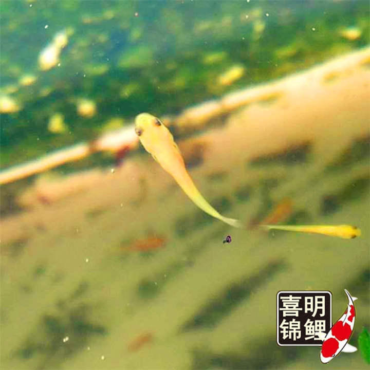 锦鲤水花苗，如何孵化挑选水花苗？ 