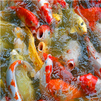 吃奶鱼驯养 