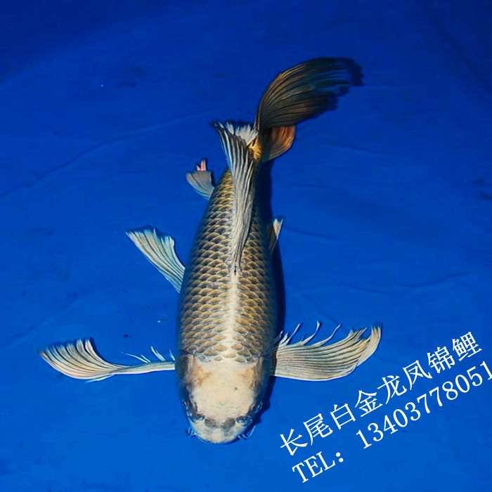 白金龙凤锦鲤 
