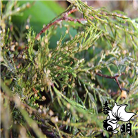 2019年金鱼水花鱼苗供应 