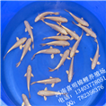 白金 白金银鳞锦鲤 白金日本锦鲤 