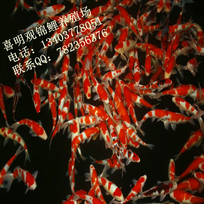河南日本锦鲤/河南日本锦鲤批发/河南日本锦鲤 