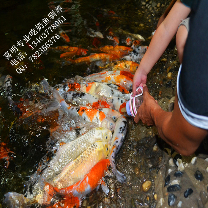 吃奶鱼 吃奶鱼批发 吃奶鱼价格 