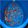 观赏鱼水花鱼苗 