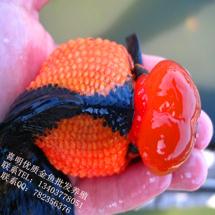 皇冠珍珠金鱼|珍珠金鱼|珍珠金鱼批发价格 