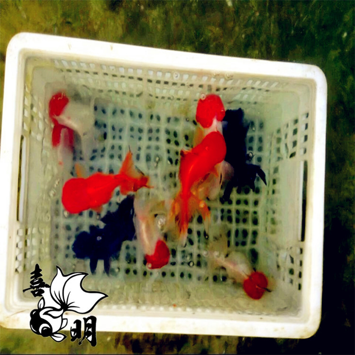 红硫金批发鹤顶红金鱼批发 