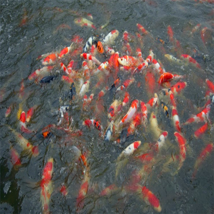 东北的锦鲤养殖场（厂） 